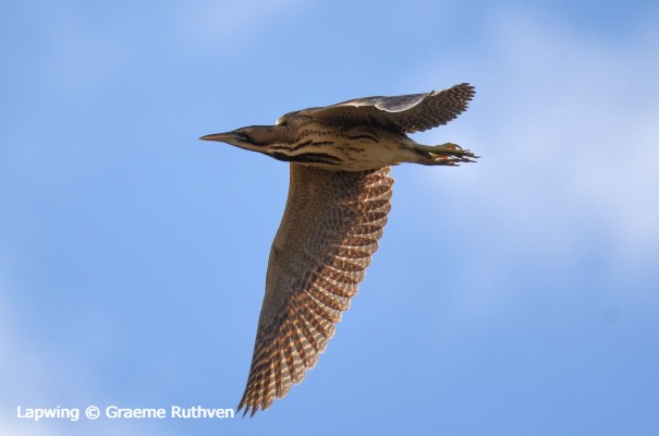 Bittern bird © Graeme Ruthven